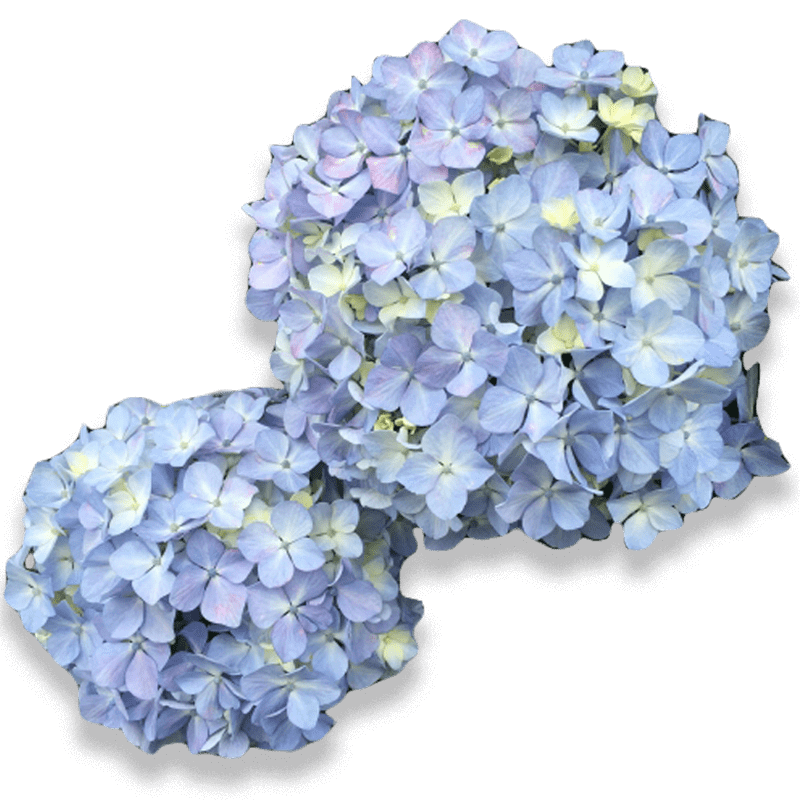 紫陽花
